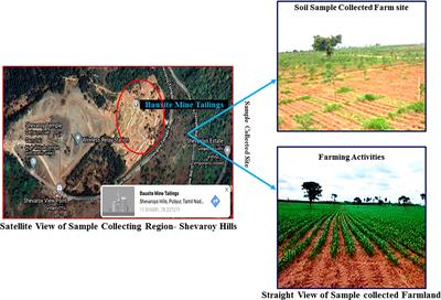 Assessment of PGP traits of Bacillus cereus NDRMN001 and its influence on Cajanus cajan (L.) Millsp. phytoremediation potential on metal-polluted soil under controlled conditions